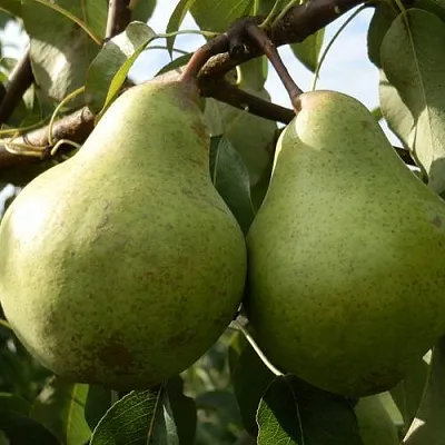 Саженцы груши Завея Саженцы груши Завея