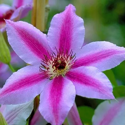 Клематис НЕЛЛИ МОЗЕР в Раменском