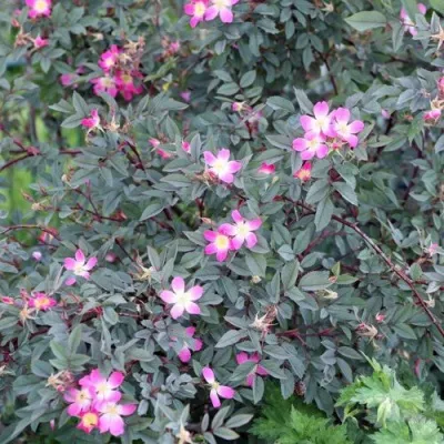 Саженцы роз сизая — описание сорта Саженцы роз сизая в Раменском