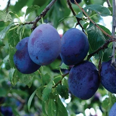 Слива ЭМПРЕСС  Слива ЭМПРЕСС в Раменском