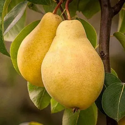 Осенние сорта  Осенние сорта в Раменском