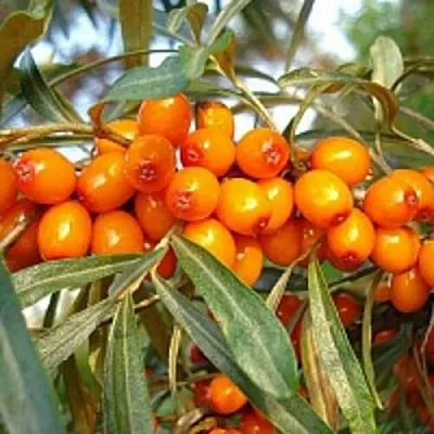 Облепиха БОТАНИЧЕСКАЯ  Облепиха БОТАНИЧЕСКАЯ в Раменском