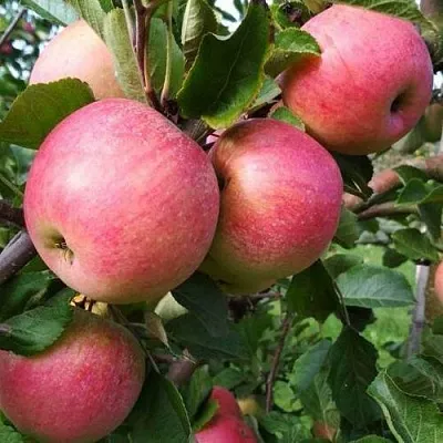 Яблоня ТЕРЕМОК  Яблоня ТЕРЕМОК в Раменском