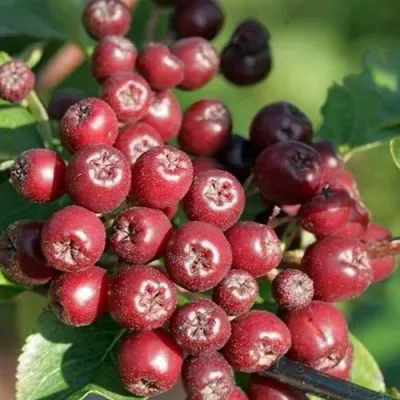 Рябина БУРКА сладкоплодная — описание сорта Рябина БУРКА сладкоплодная в Раменском