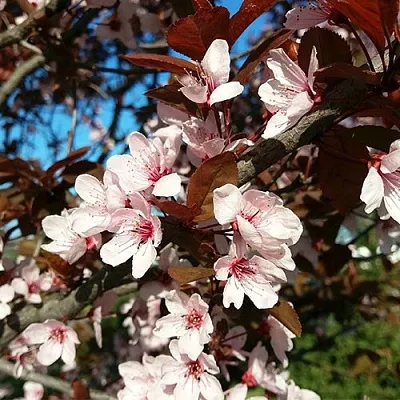 Слива ВУДИ растопыренная  Слива ВУДИ растопыренная в Раменском