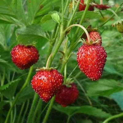 Земляника АЛЬПИЙСКАЯ  Земляника АЛЬПИЙСКАЯ в Раменском