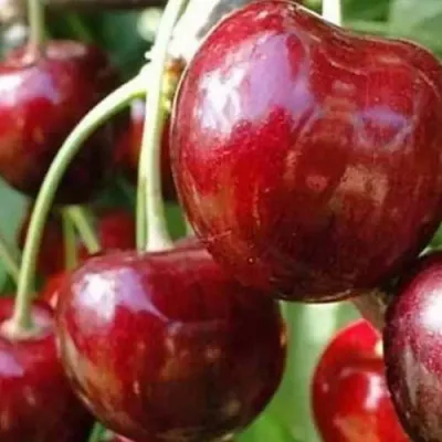 Черешня ВАСИЛИСА — описание сорта Черешня ВАСИЛИСА в Раменском