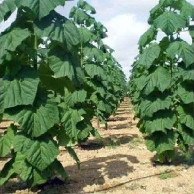 Павлония ПАО ТОГН Z07 — описание сорта Павлония ПАО ТОГН Z07 в Раменском