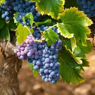 Виноград ЗИЛГА  Виноград ЗИЛГА в Раменском