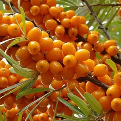 Облепиха ВИТАМИННАЯ  Облепиха ВИТАМИННАЯ в Раменском