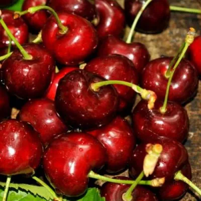 Черешня САММИТ в Раменском