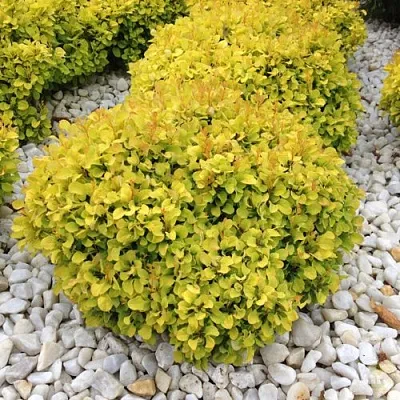 Барбарис БОНАНЗА ГОЛД тунберга  Барбарис БОНАНЗА ГОЛД тунберга в Раменском