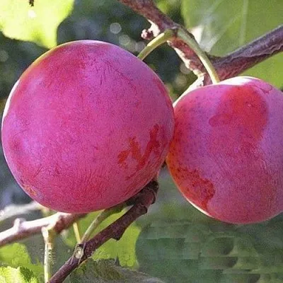 Слива ДЕЛИКАТНАЯ  Слива ДЕЛИКАТНАЯ в Раменском