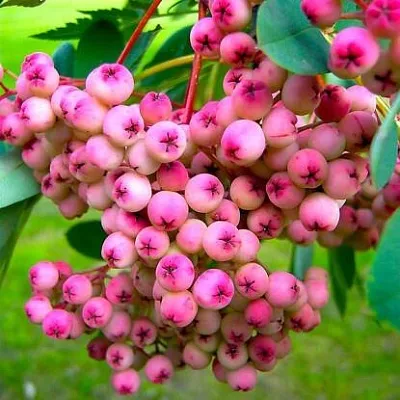 Рябина ПИНК сладкоплодная  Рябина ПИНК сладкоплодная в Раменском