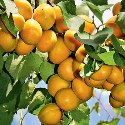 Абрикос БРЯНСКИЙ РАННИЙ  Абрикос БРЯНСКИЙ РАННИЙ в Раменском