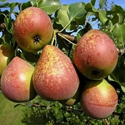 Груша МРАМОРНАЯ  Груша МРАМОРНАЯ в Раменском