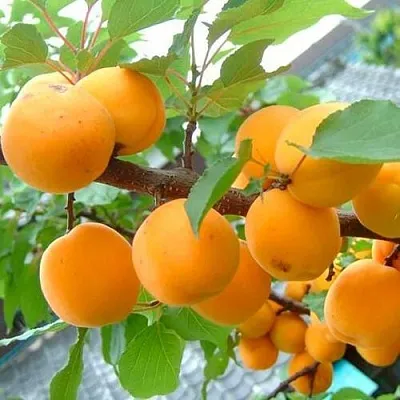 Абрикос ОРИГИНАЛ  Абрикос ОРИГИНАЛ в Раменском