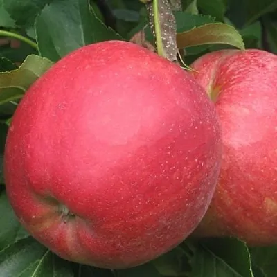 Яблоня РУБИН  Яблоня РУБИН в Раменском