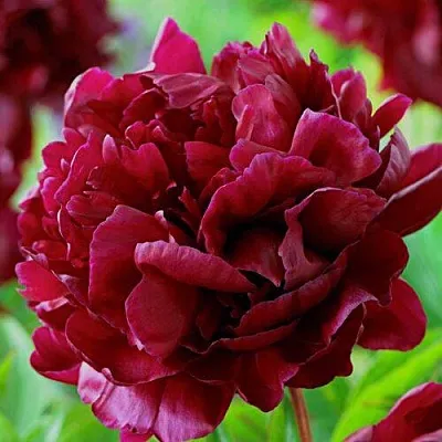 Пион АРМАНИ травянистый  Пион АРМАНИ травянистый в Раменском