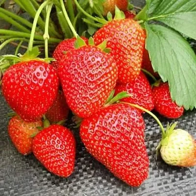 Клубника ВИМА РИНА ремонтантная  Клубника ВИМА РИНА ремонтантная в Раменском