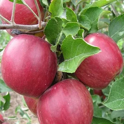 Яблоня МОСКОВСКОЕ ОЖЕРЕЛЬЕ колонновидная  Яблони Московское Ожерелье колонновидная в Раменском