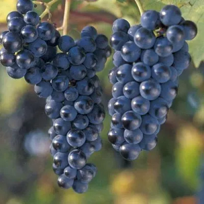 Виноград МАРКЕТТ  Виноград МАРКЕТТ в Раменском