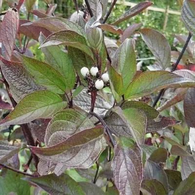 Дерен КЕССЕЛЬРИНГИ  Дерен КЕССЕЛЬРИНГИ в Раменском