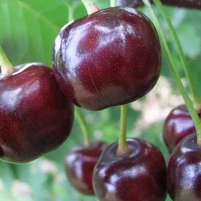 Дюк ФАКЕЛ  Дюк ФАКЕЛ в Раменском