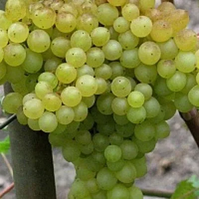 Виноград КИШМИШ 342  Виноград КИШМИШ 342 в Раменском