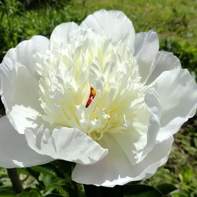 Пион ИММАКУЛИ травянистый  Пион ИММАКУЛИ травянистый в Раменском