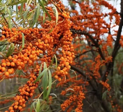 Облепиха СЕРАФИМА  Облепиха СЕРАФИМА в Раменском