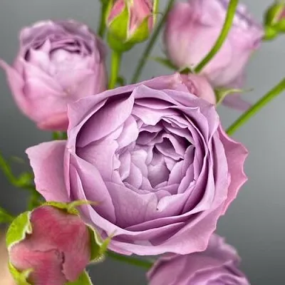 Саженцы роз ЛАВЕНДЕР БАБЛС спрей  Саженцы роз ЛАВЕНДЕР БАБЛС спрей в Раменском