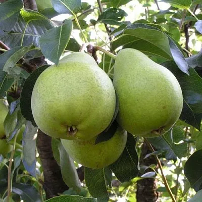 Груша МАСЛЯНИСТАЯ ЛЕТНЯЯ  Груша МАСЛЯНИСТАЯ ЛЕТНЯЯ в Раменском