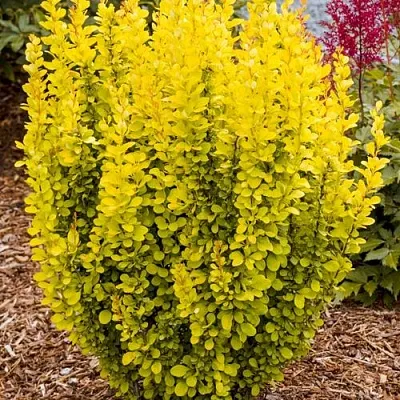 Барбарис ГОЛДЕН ТОРЧ тунберга  Барбарис ГОЛДЕН ТОРЧ тунберга в Раменском