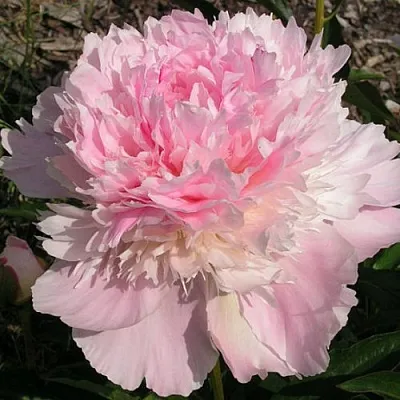 саженцы пиона саженцы пиона