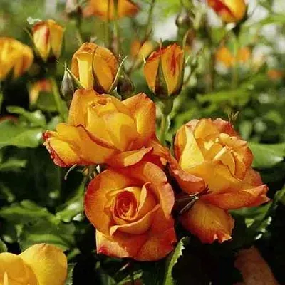 Саженцы роз САХАРА плетистая  Саженцы роз САХАРА плетистая в Раменском