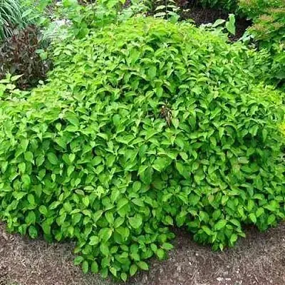 Дерен КЕЛСЕИ шелковистый   Дерен КЕЛСЕИ шелковистый  в Раменском