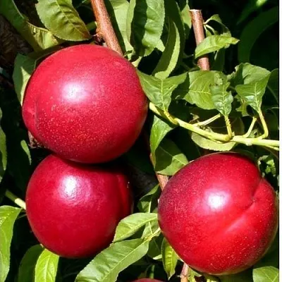 Нектарин ХАРКО в Раменском