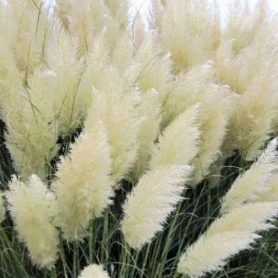 Кортадерия белая (пампасная трава) в Раменском