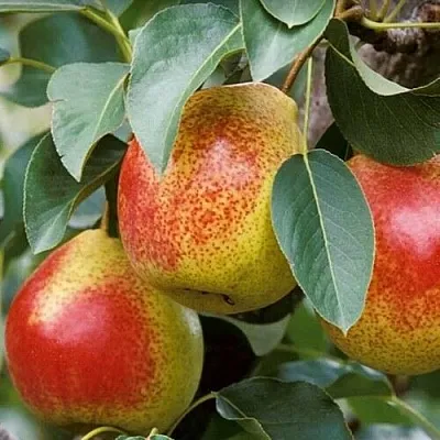 Груша ГОРНАЯ КРАСАВИЦА  Груша ГОРНАЯ КРАСАВИЦА в Раменском