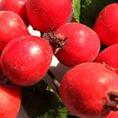 Боярышник КРУПНОПЛОДНЫЙ в Раменском