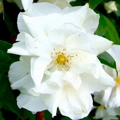 Жасмин РОЗАЦЕ  Жасмин РОЗАЦЕ в Раменском