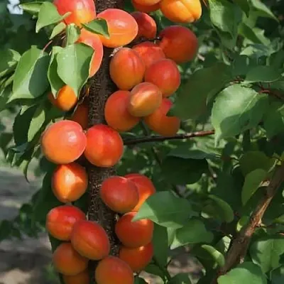 Абрикос ЗВЕЗДНЫЙ колонновидный  Абрикос ЗВЕЗДНЫЙ колонновидный в Раменском