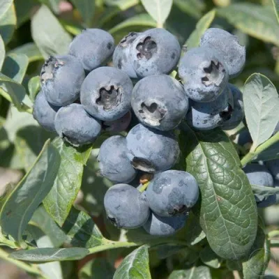 Голубика БРИГИТТА — описание сорта Голубика БРИГИТТА в Раменском