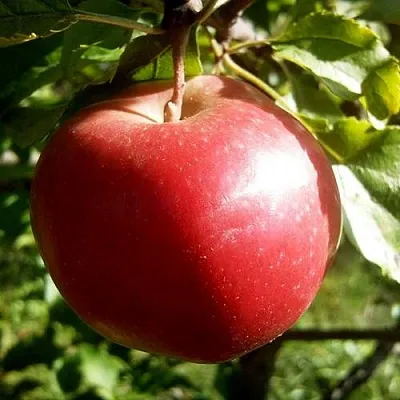 Яблоня НАСТЕНЬКА  Яблоня НАСТЕНЬКА в Раменском