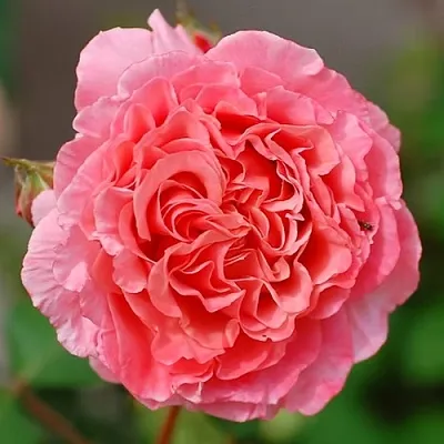 Саженцы роз ЛОРАН КАБРОЛЬ шраб  Саженцы роз ЛОРАН КАБРОЛЬ шраб в Раменском