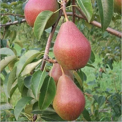 Груша РУМЯНАЯ КЕДРИНА  Груша РУМЯНАЯ КЕДРИНА в Раменском