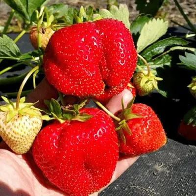 Клубника АПРИКА  Клубника АПРИКА в Раменском