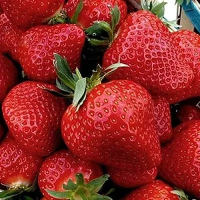 Клубника КЛЕРИ  Клубника КЛЕРИ в Раменском