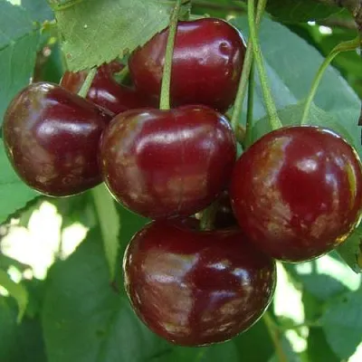 Дюк КОРМИЛИЦА  Дюк КОРМИЛИЦА в Раменском